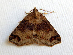 Lithilaria ossicolor
