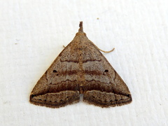 Lysimelia lenis