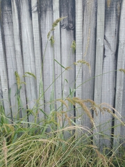 Echinochloa crus-pavonis