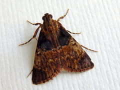 Orthaga thyrisalis