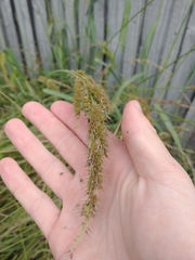 Echinochloa crus-pavonis