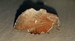 Phyllodesma occidentis