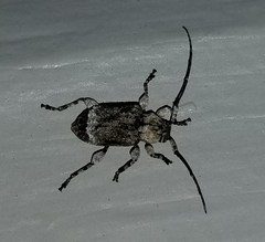 Leptostylus transversus