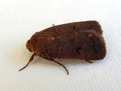 Proteuxoa tibiata