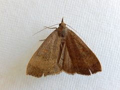 Rhapsa suscitatalis
