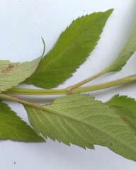 Sida acuta