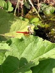 Sympetrum illotum