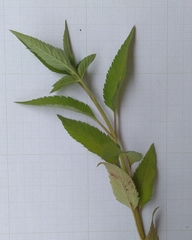 Sida acuta