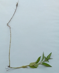 Sida acuta