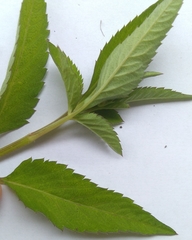 Sida acuta