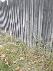 Echinochloa crus-pavonis