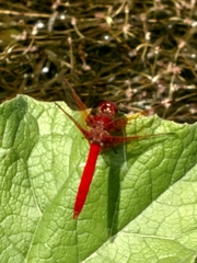 Sympetrum illotum