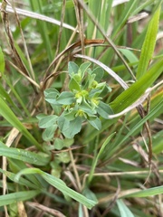 Euphorbia texana