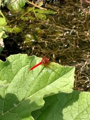 Sympetrum illotum