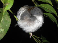 Enicurus ruficapillus