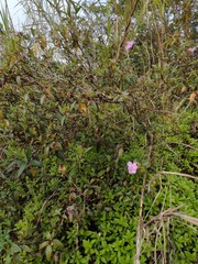 Melastoma septemnervium