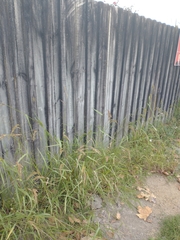 Echinochloa crus-pavonis