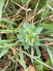 Euphorbia texana