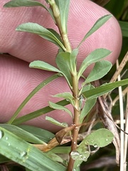 Euphorbia texana