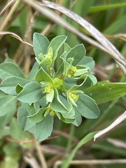 Euphorbia texana