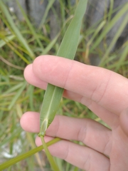 Echinochloa crus-pavonis