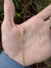 Scleria testacea
