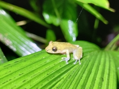 Pristimantis cedros