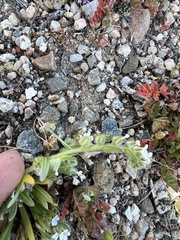 Plagiobothrys canescens canescens