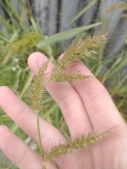Echinochloa crus-pavonis