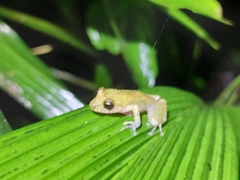 Pristimantis cedros