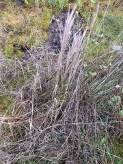 Schizachyrium condensatum