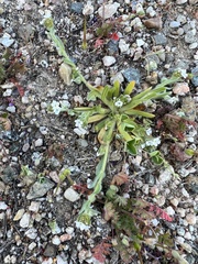 Plagiobothrys canescens canescens