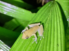 Pristimantis cedros