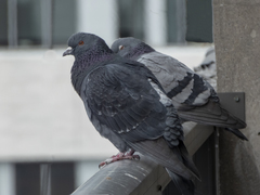 Columba livia domestica