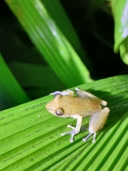 Pristimantis cedros