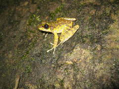 Sumaterana crassiovis