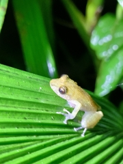 Pristimantis cedros
