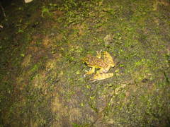 Sumaterana crassiovis
