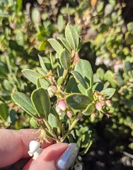 Arctostaphylos pumila