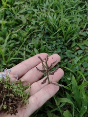 Paspalum paniculatum