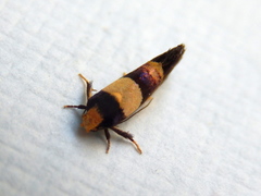 Eupselia anommata