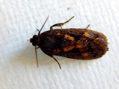 Cryptaspasma sordida