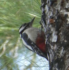 Dendrocopos major thanneri