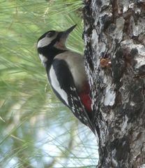 Dendrocopos major thanneri
