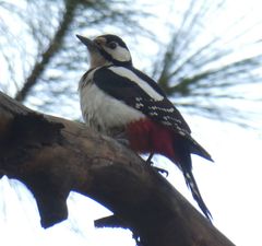Dendrocopos major thanneri