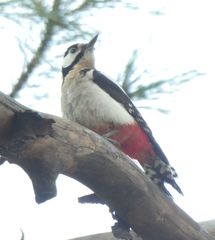 Dendrocopos major thanneri