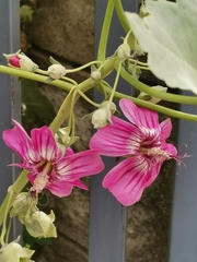 Malva assurgentiflora