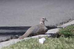 Streptopelia decaocto