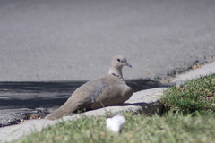 Streptopelia decaocto