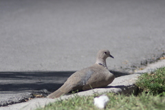 Streptopelia decaocto